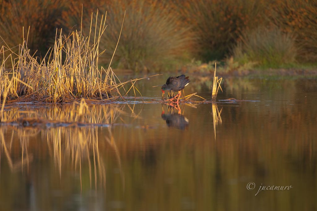 Calamón (Porphyrio porphyrio). Brazo del Este. Sevilla. España.