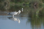 Garza real (Ardea cinerea). Brazo del Este. Sevilla. España.