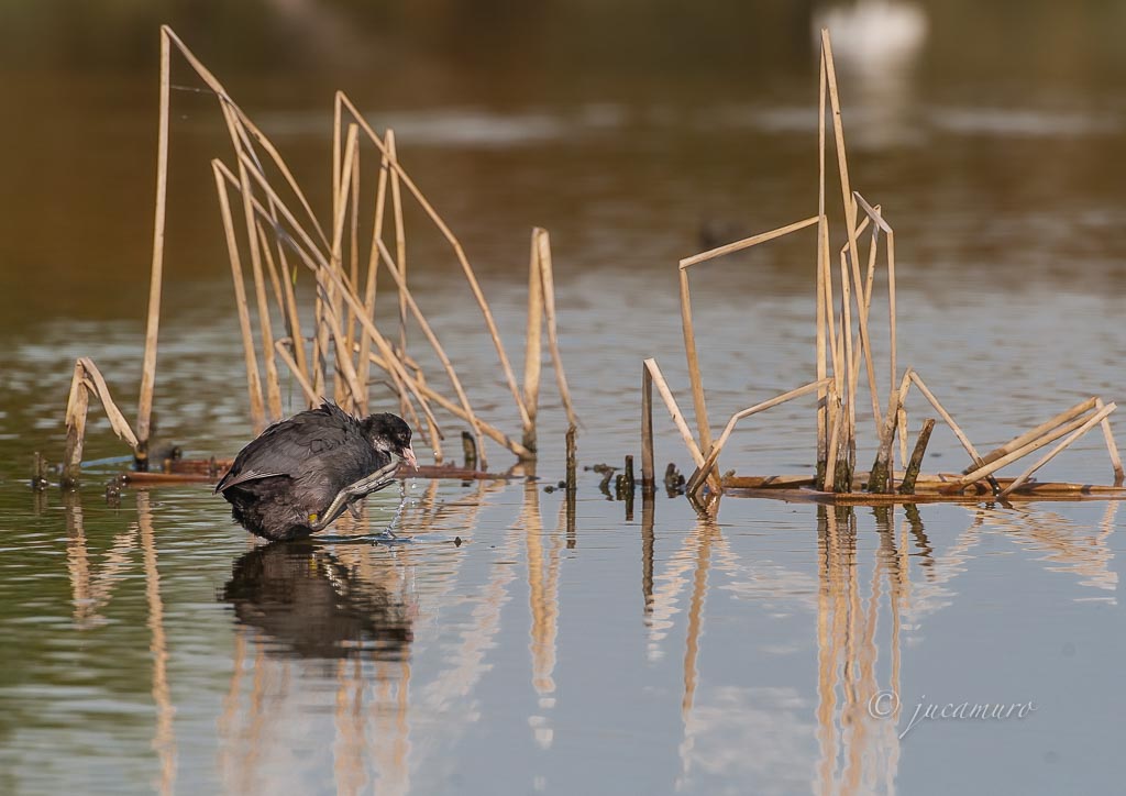 Focha común (Fulica atra). Mostrando sus característicos pies palmeados. Brazo del Este. Sevilla. España. España.
