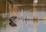 Focha común (Fulica atra). Mostrando sus característicos pies palmeados. Brazo del Este. Sevilla. España. España.
