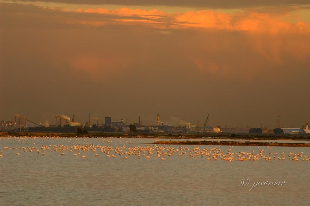 Paraje Natural Marismas del Odiel. Flamencos y Polo Industrial de Huelva. Huelva. España.