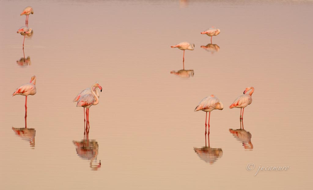 Despertar de flamencos (Phoenicopterus roseus). Paraje Natural Marismas del Odiel. Huelva. España.