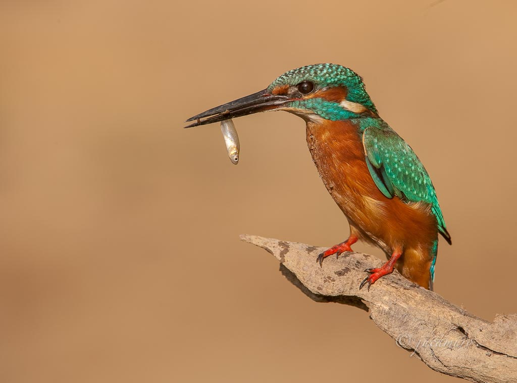 Martín pescador común o alción (Alcedo atthis). Huelva. España