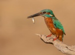 Martín pescador común o alción (Alcedo atthis). Huelva. España