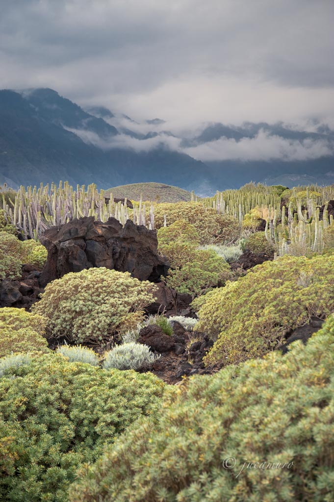 Reserva Natural Especial del Malpaís de Güímar. Tenerife. Islas Canarias. España.