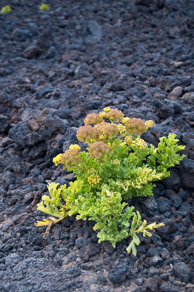 Reserva Natural Especial del Malpaís de Güímar. Tenerife. Islas Canarias. España.