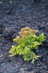 Reserva Natural Especial del Malpaís de Güímar. Tenerife. Islas Canarias. España.