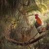 Gallo de espolón cantando en su posadero. Tenerife. Islas Canarias. España.