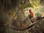 Gallo de espolón cantando en su posadero. Tenerife. Islas Canarias. España.