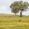 Paisaje primaveral. Alentejo. Portugal.