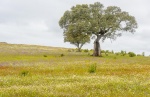 Paisaje primaveral. Alentejo. Portugal.