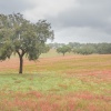 Paisaje primaveral con la suave luz de la llovizna. Alentejo. Portugal.