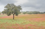 Paisaje primaveral con la suave luz de la llovizna. Alentejo. Portugal.