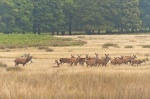 Berrea. Richmond Park. Londres. RU.