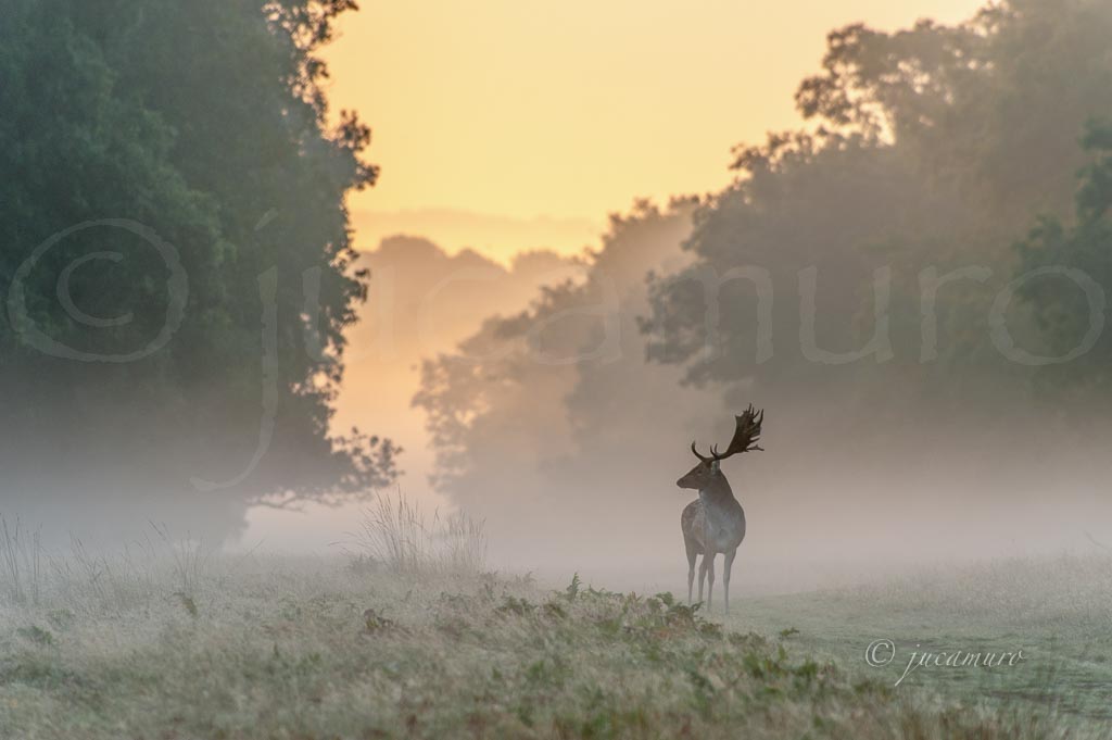 Gamo. Richmond Park. Londres. RU.