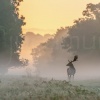 Gamo. Richmond Park. Londres. RU.