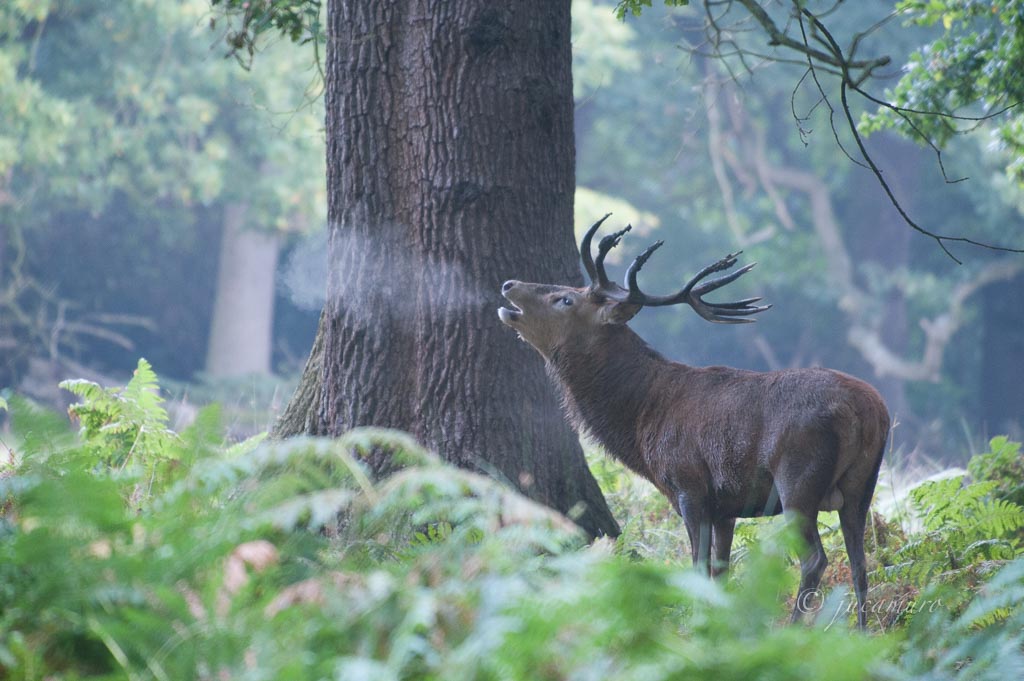 Berrea. Richmond Park. Londres. RU.
