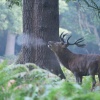 Berrea. Richmond Park. Londres. RU.