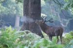 Berrea. Richmond Park. Londres. RU.