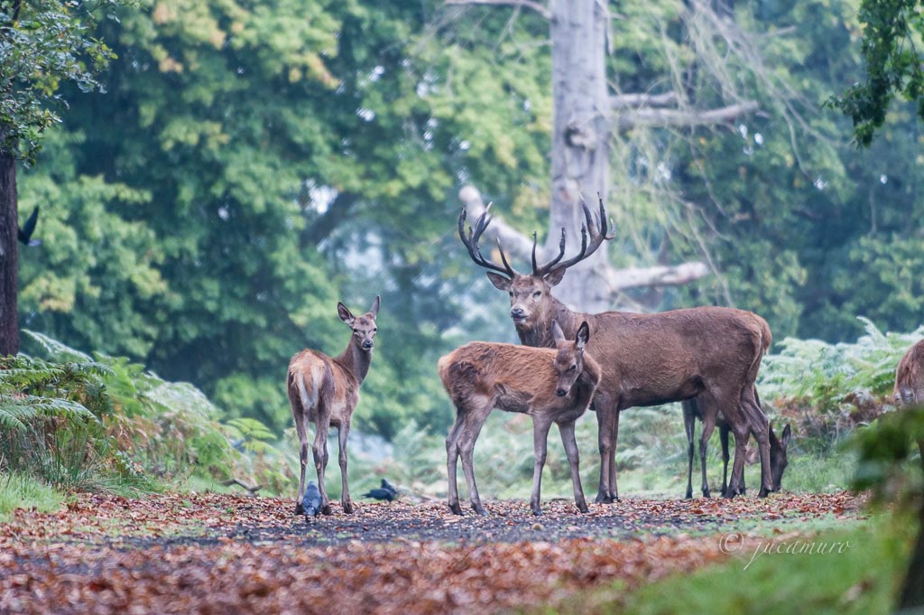 Hembra de ciervo con dos crías. Richmond Park. Londres. RU.