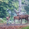 Hembra de ciervo con dos crías. Richmond Park. Londres. RU.