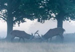 Berrea. Richmond Park. Londres. RU.