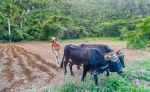 Campesino con arado arcaico. Guanacabibes. Sandino. Pinar del Río. Cuba.