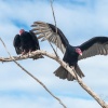 Aura gallinazo, buitre americano cabecirrojo o urubú de cabeza roja (Cathartes aura). Ganacabibes. Sandino. Cuba.