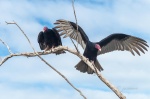 Aura gallinazo, buitre americano cabecirrojo o urubú de cabeza roja (Cathartes aura). Ganacabibes. Sandino. Cuba.
