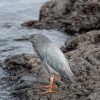 Garza enana de las Galápagos (Butorides Sundevall). Isla de San Bartolomé. Islas Galápagos. Ecuador.
