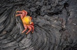 Zapaya o Abuete negro (Grapsus grapsus) sobre lava. Isla Galápagos. Ecuador.