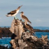 Piquero camanay, piquero patiazul o alcatraz patiazul (Sula nebouxii). Caleta Tortuga Negra. Isla de Santa Cruz. Islas Galápagos. Ecuador.