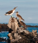 Piquero camanay, piquero patiazul o alcatraz patiazul (Sula nebouxii). Caleta Tortuga Negra. Isla de Santa Cruz. Islas Galápagos. Ecuador.