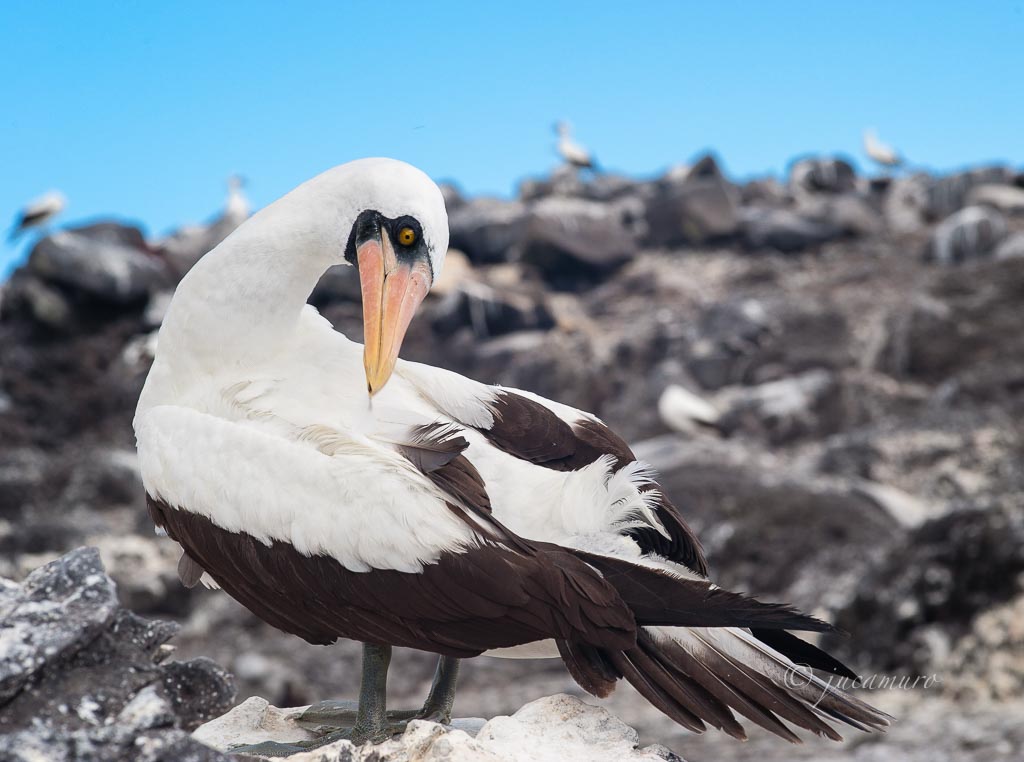 Piquero enmascarado (Sula dactylatra). Isla La Española. Islas Galapagos. Ecuador.