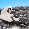 Piquero enmascarado (Sula dactylatra). Isla La Española. Islas Galapagos. Ecuador.