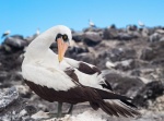 Piquero enmascarado (Sula dactylatra). Isla La Española. Islas Galapagos. Ecuador.