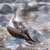 Piquero camanay, piquero patiazul o alcatraz patiazul (Sula nebouxii). Isla La Española. Islas Galapagos. Ecuador.