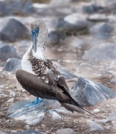 Piquero camanay, piquero patiazul o alcatraz patiazul (Sula nebouxii). Isla La Española. Islas Galapagos. Ecuador.