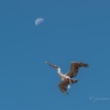 Viajando hacia la luna. Isla Plaza Norte. Pelicano (Pelicanus occidentales). Islas Galápagos. Ecuador.