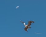 Viajando hacia la luna. Isla Plaza Norte. Pelicano (Pelicanus occidentales). Islas Galápagos. Ecuador.