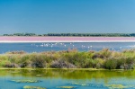 Parque Natural Regional de La Camarga. Delta del río Ródano. La Provenza. Francia.