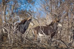 Hipotrago negro o Antílope sable (Hippotragus niger). Botswana.