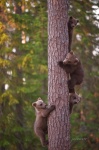 Oso pardo europeo (Ursus arctic arctic). Cachorros subidos a árbol. Martinselkonen NP. Finlandia.