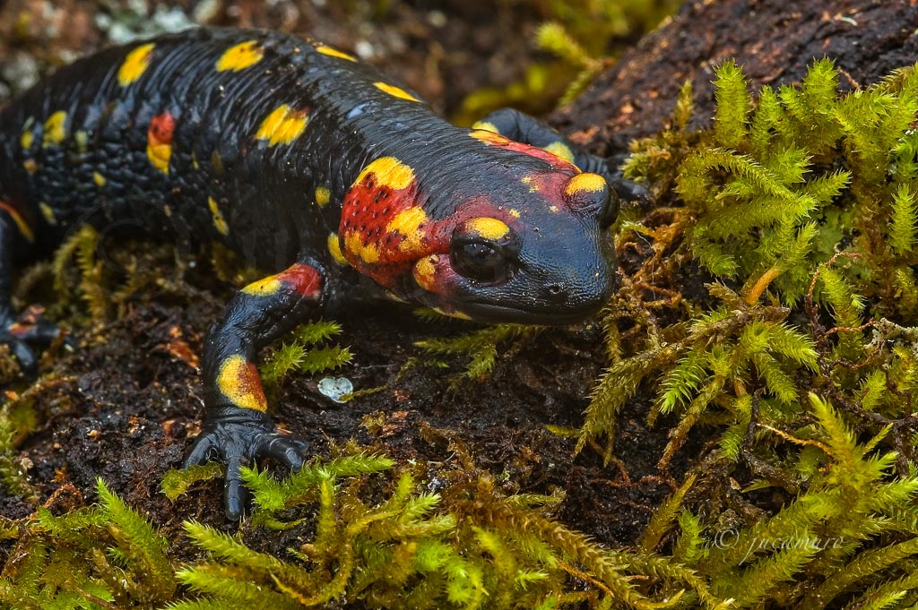 Salamandra común (Salamandra salamandra). Parque Natural de la Sierra de Aracena. Huelva. Andalucia. España.