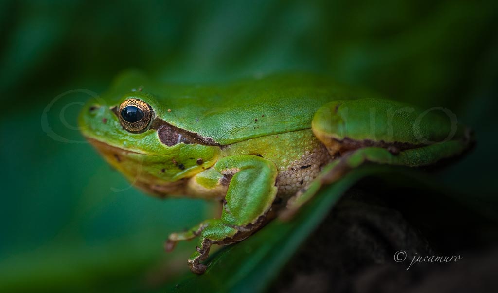 Ranita de San Antonio (Hyla arborea). Parque Natural de la Sierra de Aracena. Andalucia. Huelva. España.