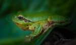 Ranita de San Antonio (Hyla arborea). Parque Natural de la Sierra de Aracena. Andalucia. Huelva. España.