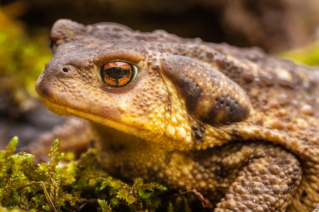 Sapo común (Bufo bufo) o sapo europeo. Parque Natural de Aracena. Huelva. España.
