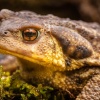 Sapo común (Bufo bufo) o sapo europeo. Parque Natural de Aracena. Huelva. España.