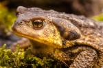 Sapo común (Bufo bufo) o sapo europeo. Parque Natural de Aracena. Huelva. España.