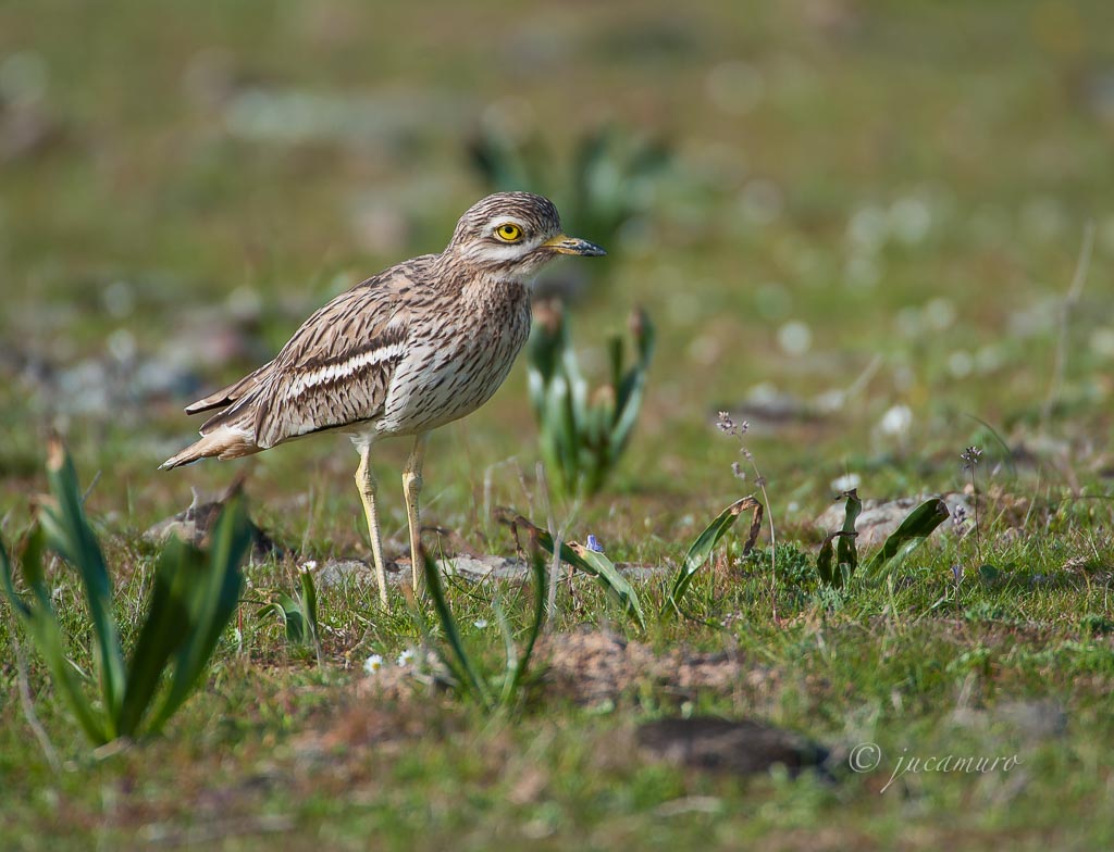Alcaraván común (Burhinus oedicnemus). Castuera. La Serena. Badajoz. Extremadura. España.